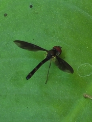 Ocyptamus fuscipennis