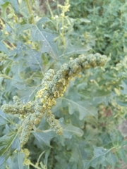 Atriplex tatarica