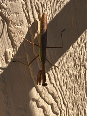 Tenodera sinensis