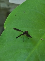 Ocyptamus fuscipennis