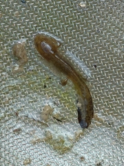 Ichthyosaura alpestris alpestris