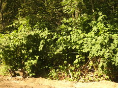 Reynoutria sachalinensis