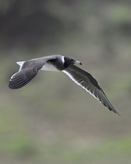 Ichthyaetus hemprichii