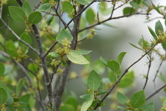 Forestiera reticulata