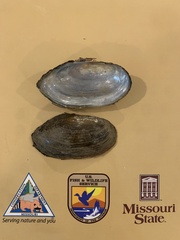 Utterbackia imbecillis