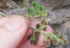Asplenium ruta-muraria