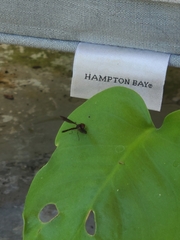 Ocyptamus fuscipennis