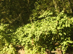 Reynoutria sachalinensis