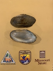 Utterbackia imbecillis