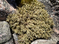 Racomitrium lanuginosum