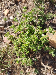 Drosanthemum parvifolium
