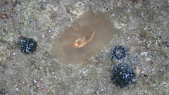 Planocera ceratommata