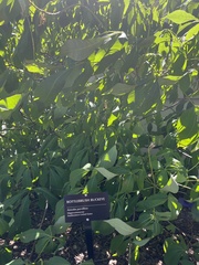 Aesculus parviflora
