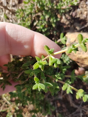 Drosanthemum parvifolium