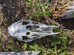 Cervus canadensis canadensis