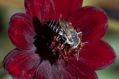 Coelioxys octodentatus