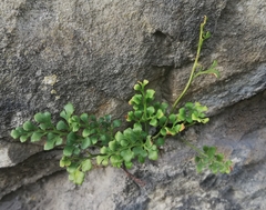 Asplenium ruta-muraria
