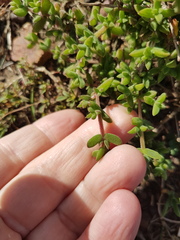 Drosanthemum parvifolium