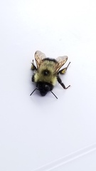 Bombus vagans