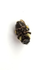 Bombus vagans