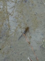 Ichthyosaura alpestris alpestris