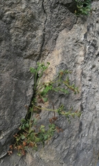 Asplenium ruta-muraria