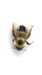 Bombus vagans