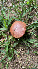 Boletaceae