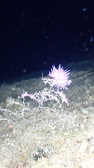 Flabellina affinis