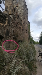 Asplenium ruta-muraria