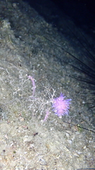 Flabellina affinis