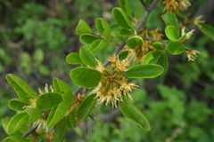 Sideroxylon occidentale