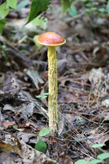 Aureoboletus betula