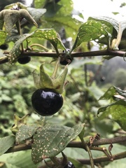 Atropa belladonna