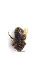 Bombus terricola