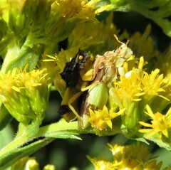 Phymata pennsylvanica