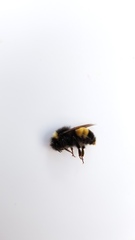 Bombus terricola