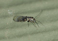 Psocidae