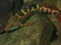 Etheostoma caeruleum