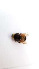 Bombus terricola
