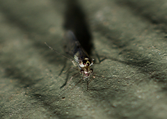 Psocidae