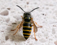 Vespula acadica