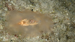 Planocera ceratommata