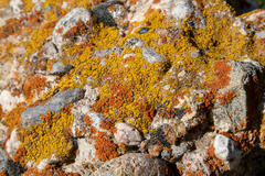 Flavoplaca