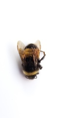 Bombus terricola