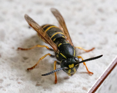 Vespula acadica