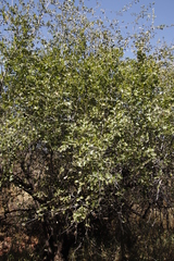 Ziziphus mucronata subsp. mucronata image