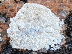 Lecanoromycetes