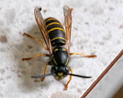 Vespula acadica