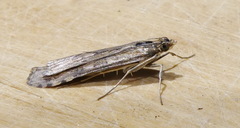 Nomophila nearctica